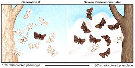 Butter Fly Population